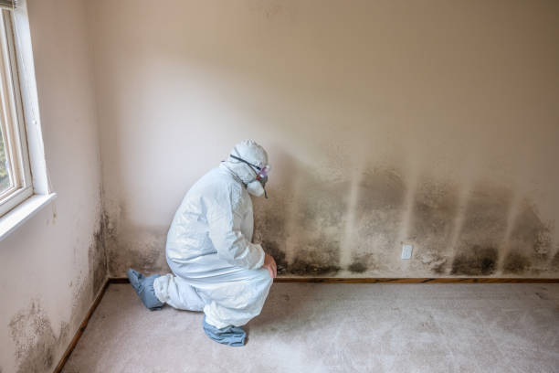 Best Mold Damage Repair  in USA